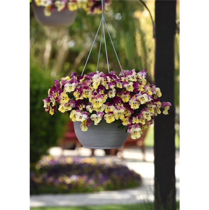 Winterveilchen Ice Teenies® 'Strawberry Sun'