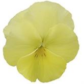 Winterveilchen Ice Teenies® 'Strawberry Sun'