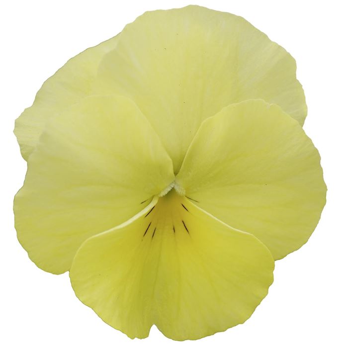 Winterveilchen Ice Teenies® 'Strawberry Sun'