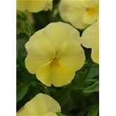 Winterveilchen Ice Teenies® 'Strawberry Sun'