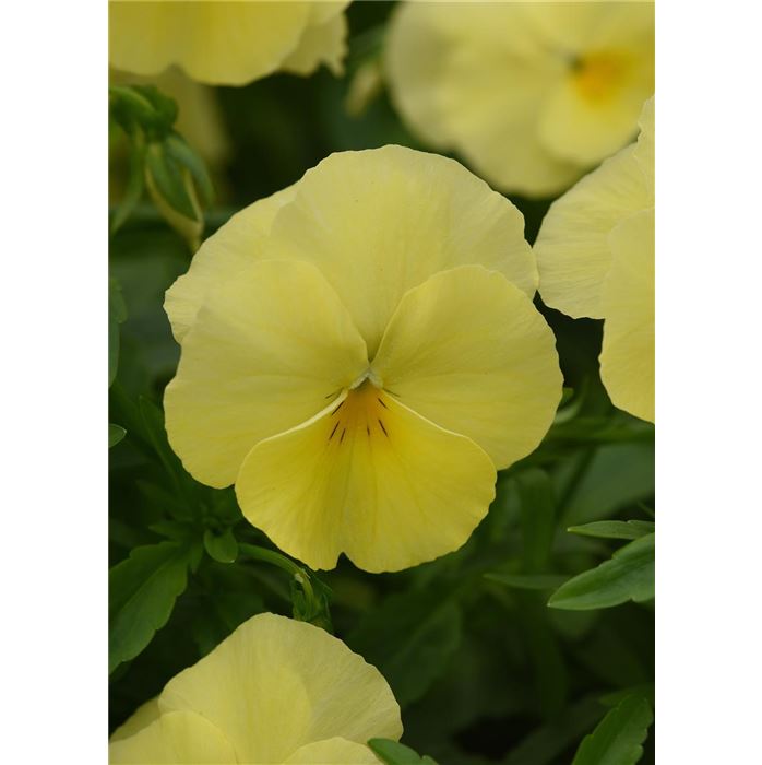 Winterveilchen Ice Teenies® 'Strawberry Sun'