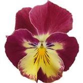 Winterveilchen Ice Teenies® 'Strawberry Sun'