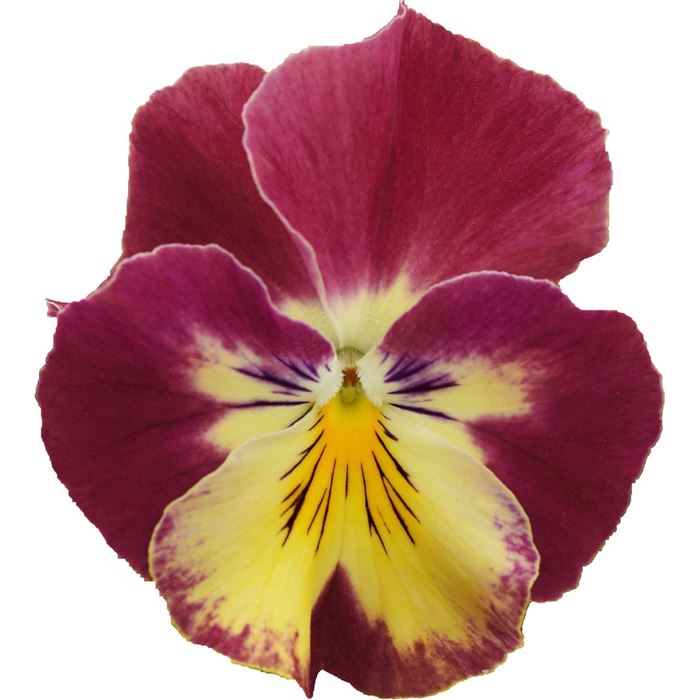 Winterveilchen Ice Teenies® 'Strawberry Sun'