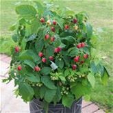Himbeere 'Summer Lovers® Patio Red'
