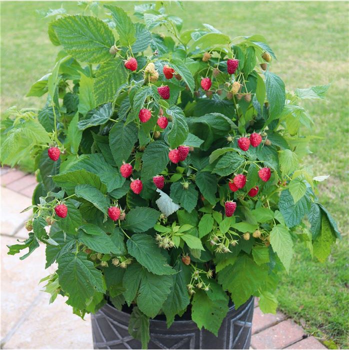 Himbeere 'Summer Lovers® Patio Red'