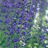 Heimische Wiesenpflanzen