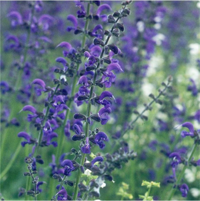 Heimische Wiesenpflanzen