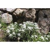 Alpen-Edelweiß silberweiß