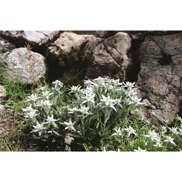 Alpen-Edelweiß silberweiß