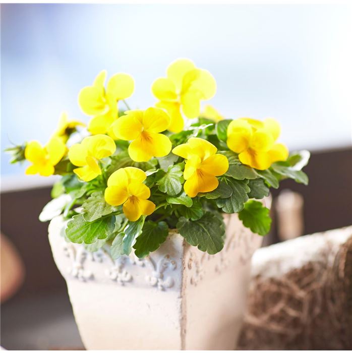 Mini-Winterveilchen Ice Babies® 'Gelb-Weiße Welt'