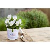 Mini-Winterveilchen 'Ice Babies® Rosa-weiße Welt'