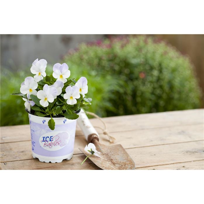 Mini-Winterveilchen 'Ice Babies® Rosa-weiße Welt'