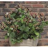 Brombeere 'Coolaris® Patio Black'
