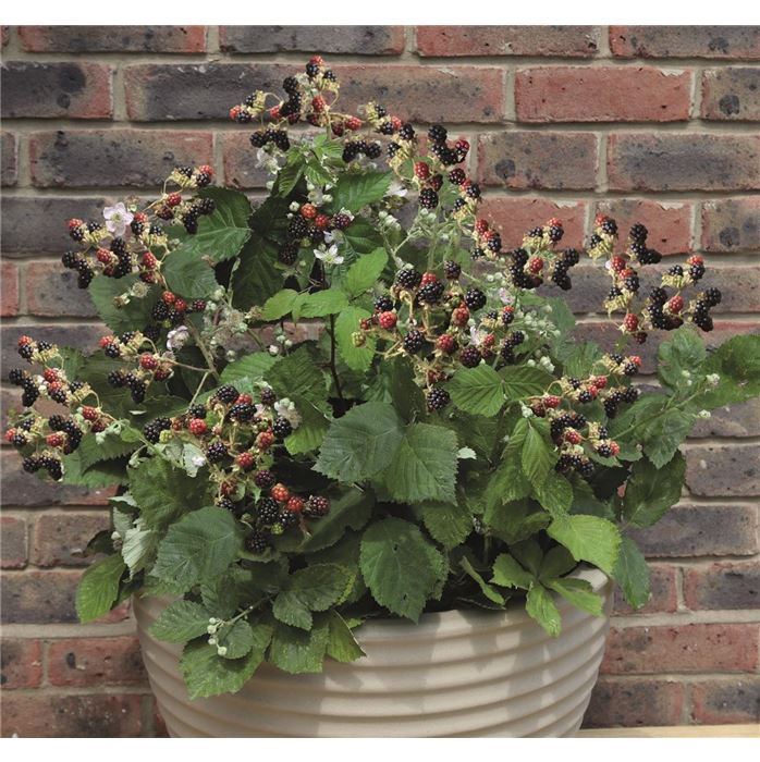 Brombeere 'Coolaris® Patio Black'