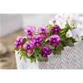 Mini-Winterveilchen 'Ice Babies® Rosa-weiße Welt'