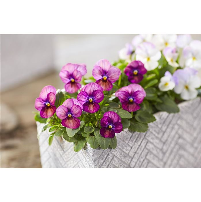 Mini-Winterveilchen 'Ice Babies® Rosa-weiße Welt'