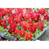 Mini-Winterveilchen Ice Babies® 'Rot-Weiße Welt'