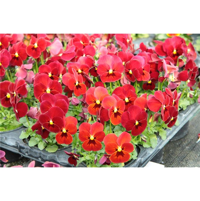 Mini-Winterveilchen Ice Babies® 'Rot-Weiße Welt'