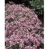 Zwergschleierkraut 'Rosea'