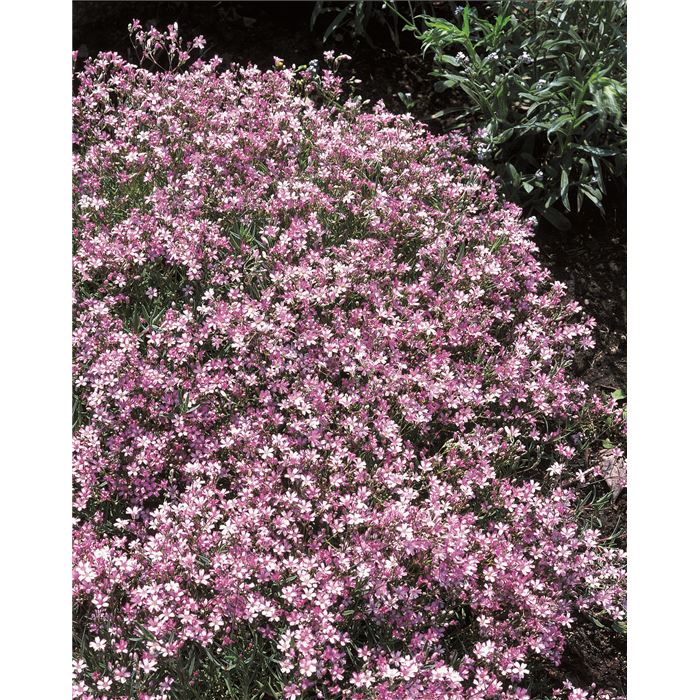 Zwergschleierkraut 'Rosea'