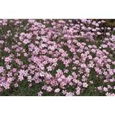 Zwergschleierkraut 'Rosea'