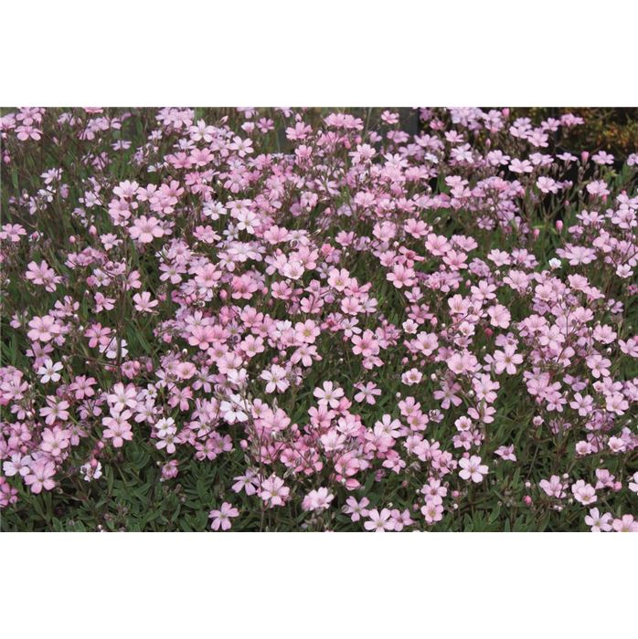 Zwergschleierkraut 'Rosea'