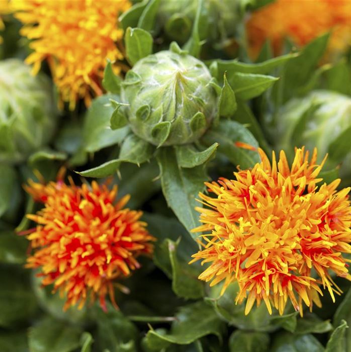 Färberdistel 'Safri'