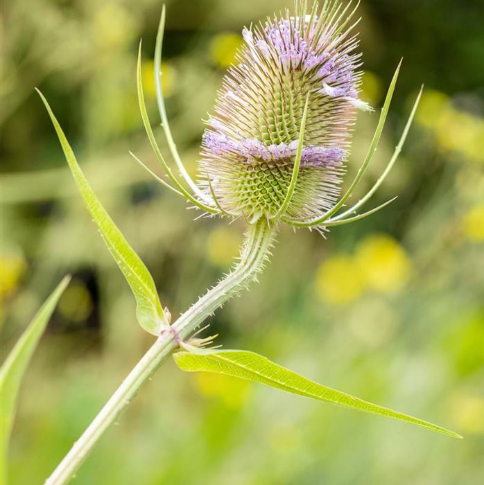 Wilde Karde 'Teasel'