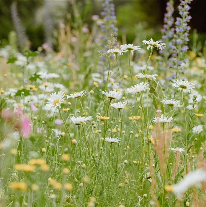 Mehrjährige Blumenwiese