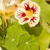 Kapuzinerkresse 'Minero Mix'