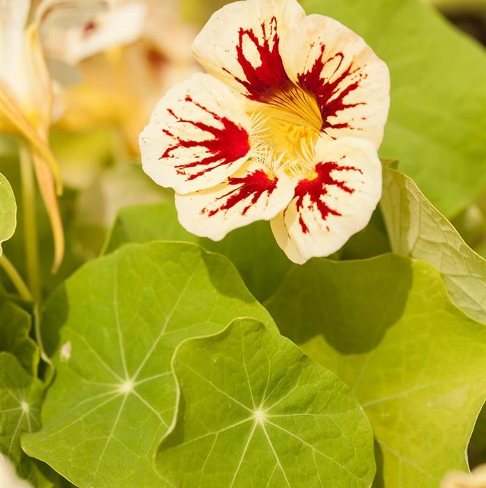 Kapuzinerkresse 'Minero Mix'