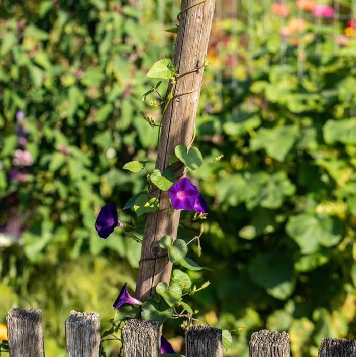 Prunkwinde 'Glory Mix'