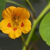 Kapuzinerkresse 'Minero Mix'