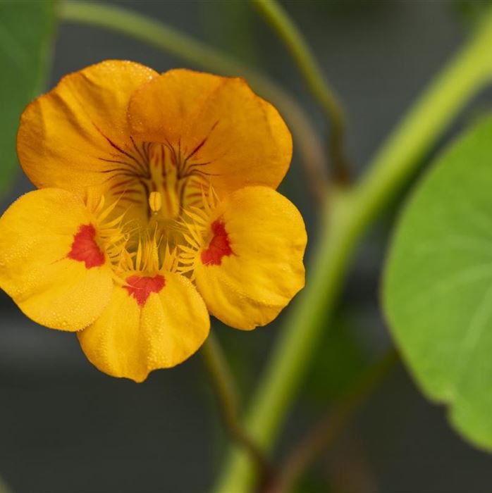 Kapuzinerkresse 'Minero Mix'