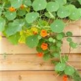 Kapuzinerkresse 'Minero Mix'