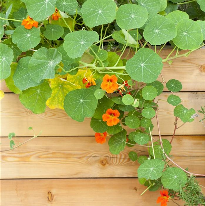 Kapuzinerkresse 'Minero Mix'