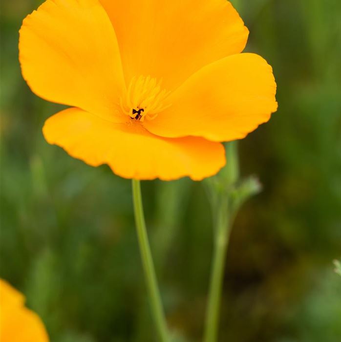 Mohn 'Sacramento Sunset'