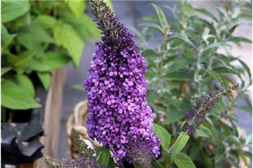 Zwerg-Schmetterlingsflieder für die Terrasse