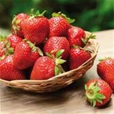 Erdbeere 'Glorielle' 18 Pflanzen / Wurzelballen