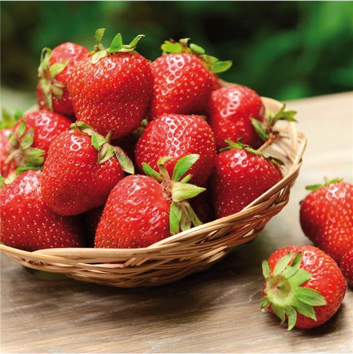 Erdbeere 'Glorielle' 18 Pflanzen / Wurzelballen