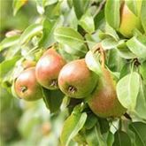 Zwerg-Birne 'Little Queen'