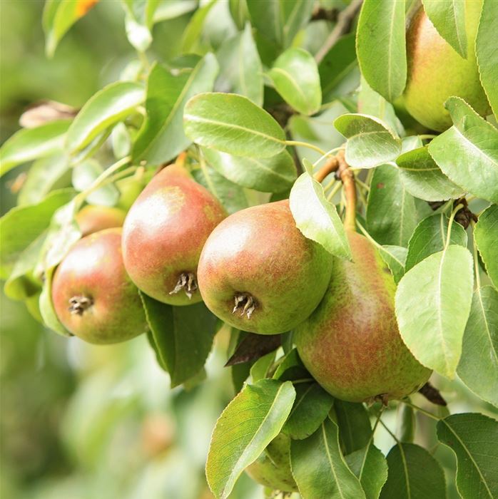 Zwerg-Birne 'Little Queen'