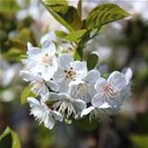 Zwerg-Birne 'Little Queen'