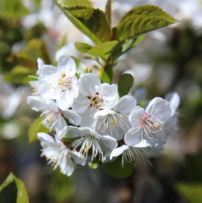Zwerg-Birne 'Little Queen'