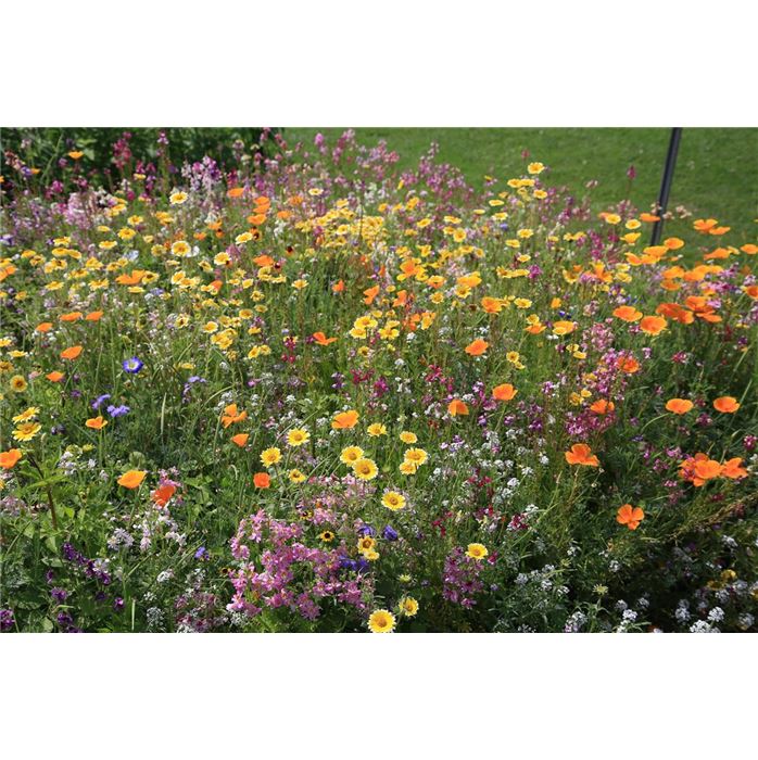 Balkonkasten-Mischung