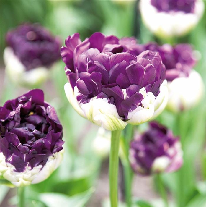 Gefüllte Tulpe 'Blue Wow' 5er Pack