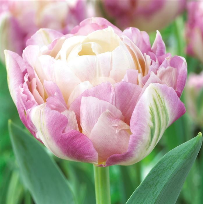 Gefüllte Tulpe 'Sweet Desire'