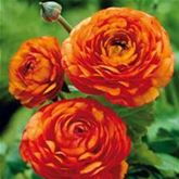 Ranunkel 'Orange'
