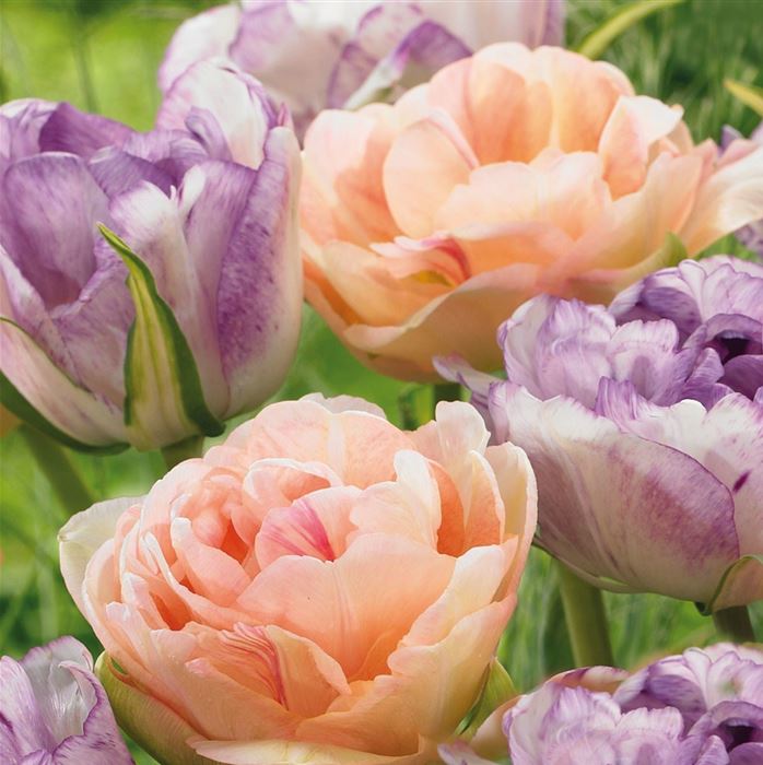 Gefüllte Tulpen-Mix 'Charming Beauty' & 'Double Shirley'