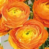 Ranunkel 'Orange'